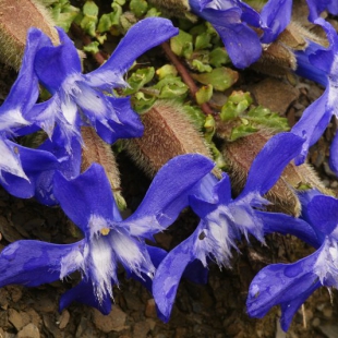 Cyananthus formosus